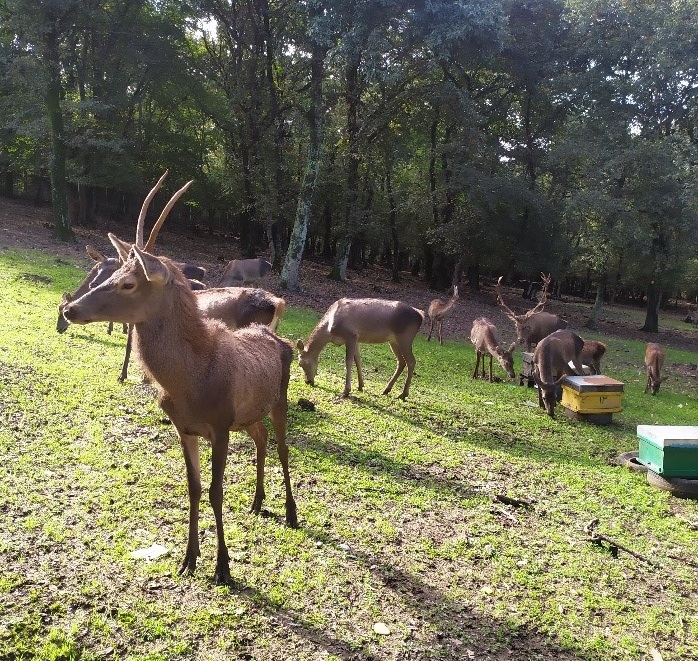 تولد دوباره مرال‌های البرز؛ روایت بازوحشی‌سازی در جنگل علمی و تحقیقاتی دانشگاه تربیت مدرس