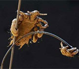 راهکارهای بهداشتی کنترل شپش در خوابگاه‌های دانشجویی